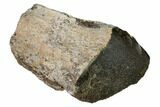 Polished Dinosaur Bone (Gembone) Section - Utah #151426-2